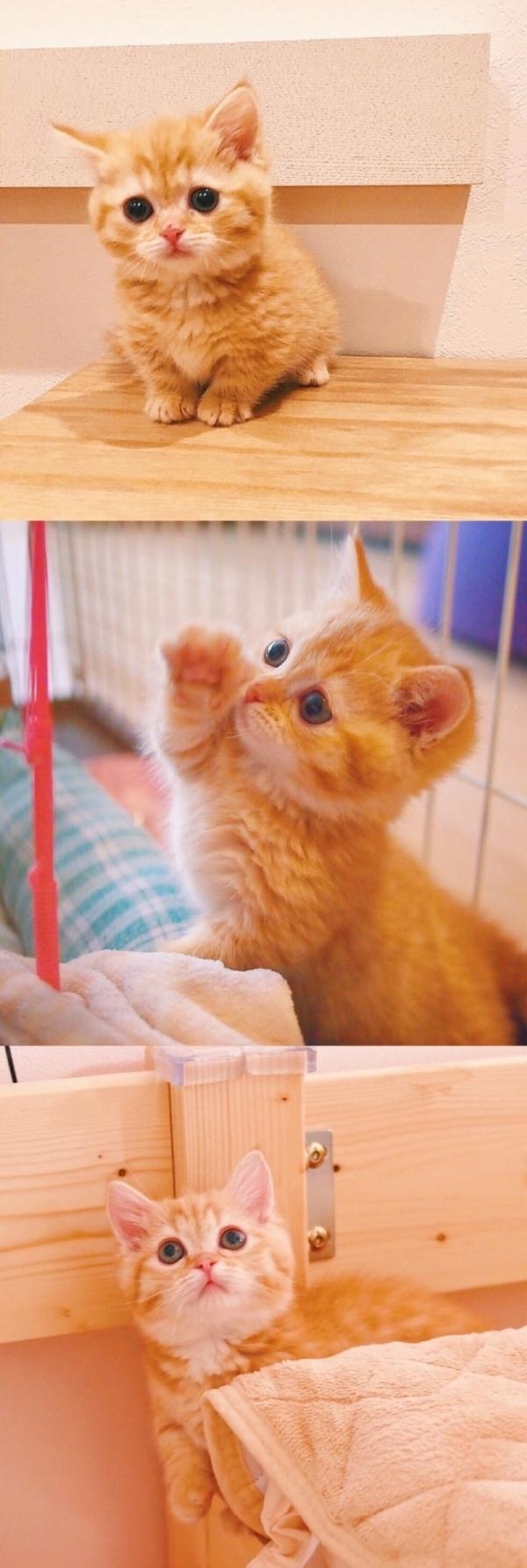 软萌可爱的猫星人拼接图片大全