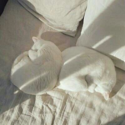 亦暖：他的猫♡