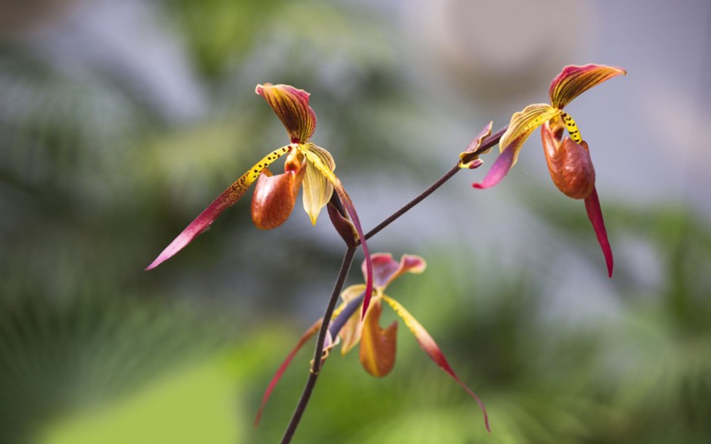 含蓄淡雅高洁兰花电脑壁纸