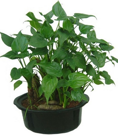 生长旺盛的花草植物盆栽滴水观音图片