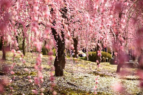 美丽的樱花花海风景图片