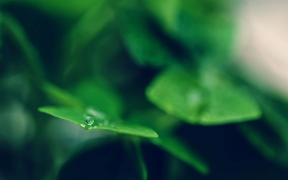 护眼壁纸绿色植物风景壁纸