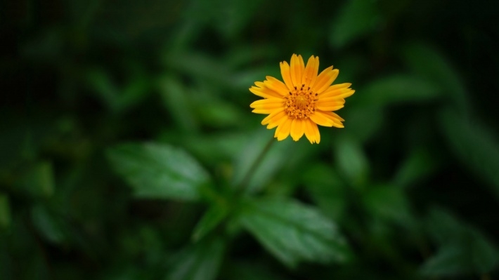 治愈系植物花卉特写唯美壁纸