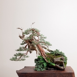 植物图片，小盆景