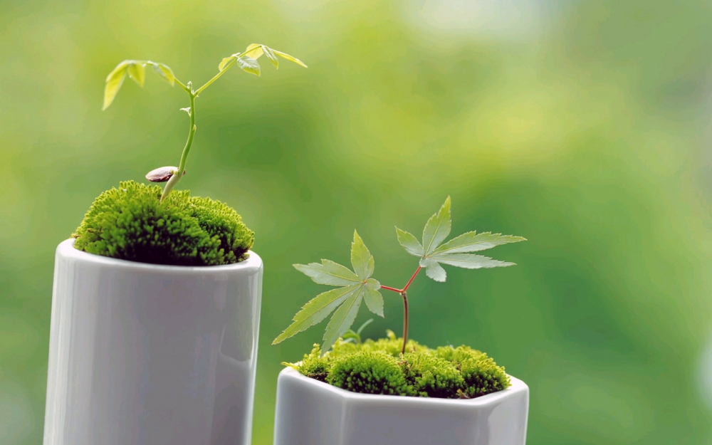 绿色护眼小清新植物嫩芽图片桌面壁纸