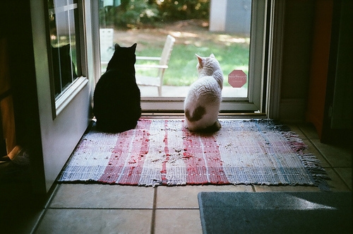 安雅琪分享猫咪图片