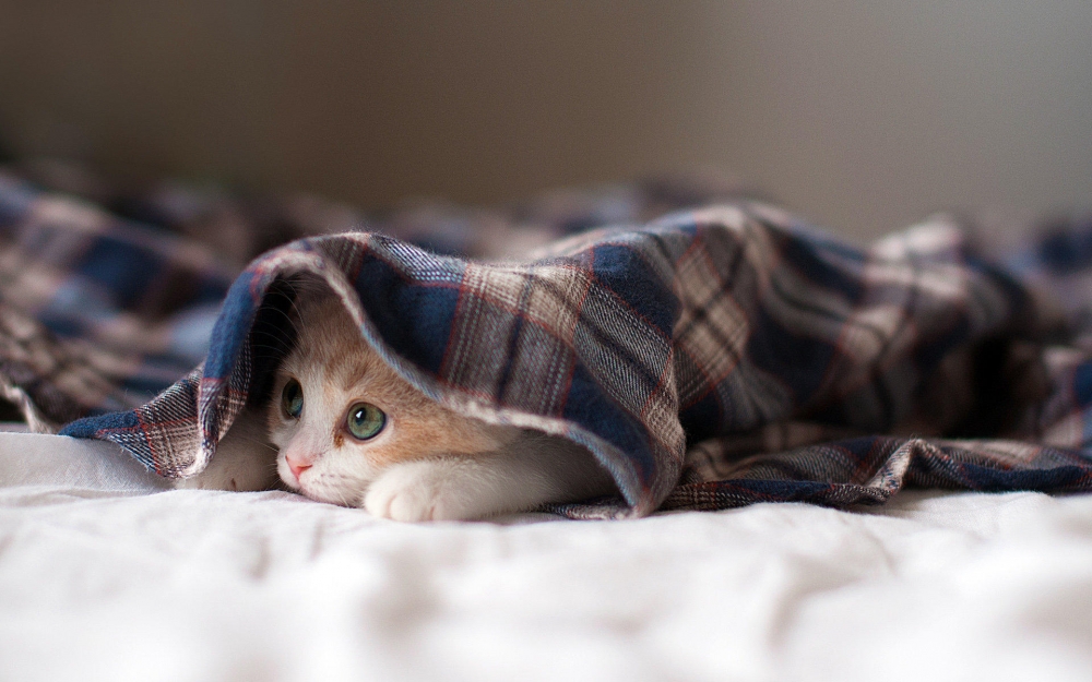 睡懒觉的猫咪高清桌面壁纸