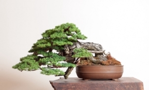植物图片，小盆景
