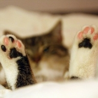 可爱猫咪图片头像