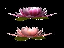 PNG格式的花草