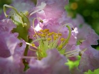花的蕊