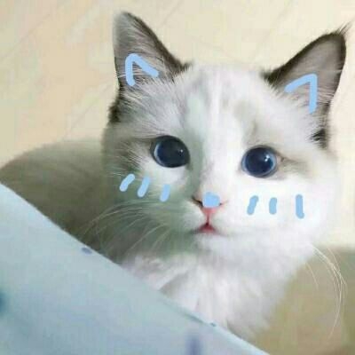 亦暖：他的猫♡