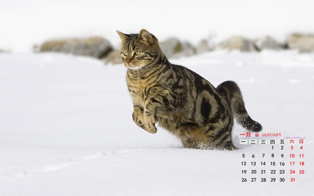 2015年1月日历壁纸冬季雪地上可爱的小猫高清图片下载