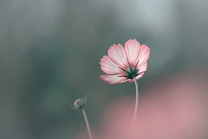 调色波斯菊图片