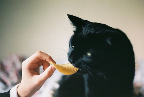 安雅琪分享猫咪图片