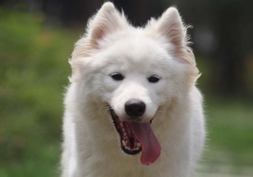 可爱萌宠狗狗图片_萌萌哒的萨摩耶犬