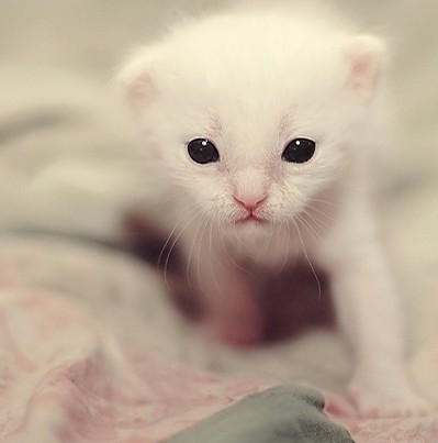 搞笑而又可爱的猫咪