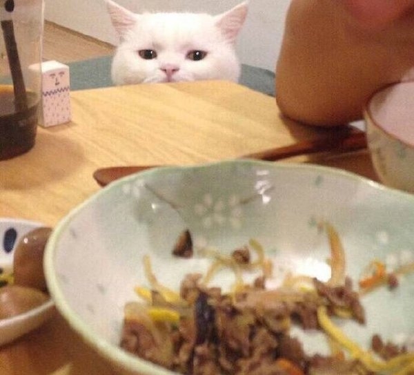 发现一只贪吃猫 表情萌哭了