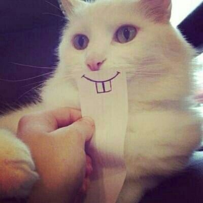 亦暖：他的猫♡