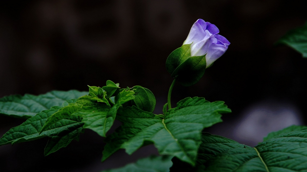 紫色唯美花朵图片