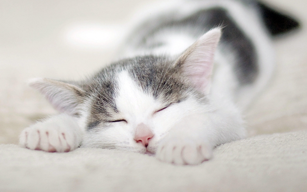 睡懒觉的猫咪高清桌面壁纸