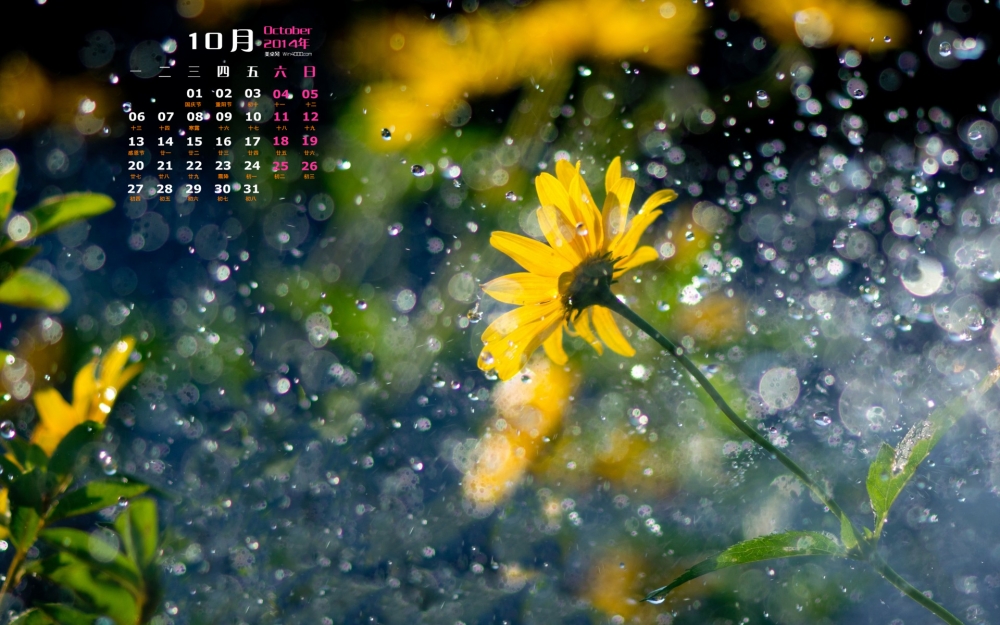 2014年10月日历壁纸高清唯美风雨飘摇中的花朵特写