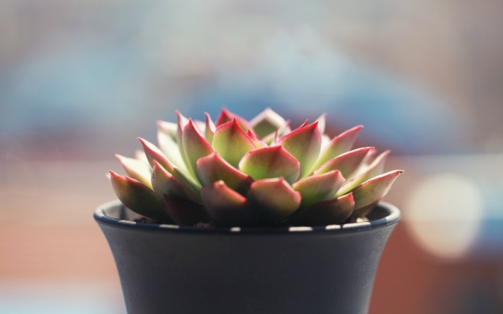 多肉植物清新图片桌面壁纸
