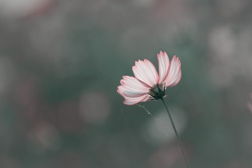 调色波斯菊图片