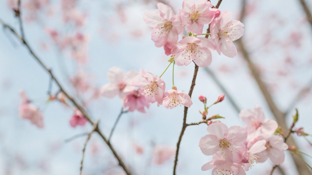 春天唯美盛开的花高清桌面壁纸