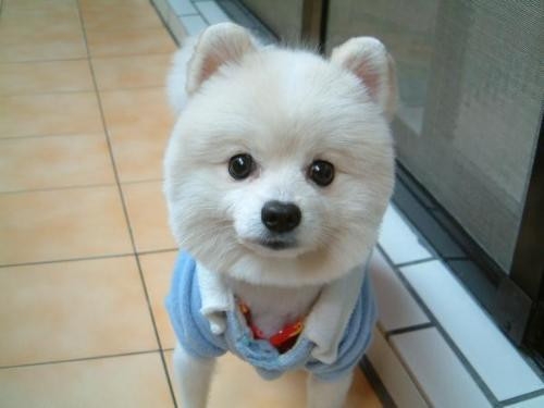 好看可爱的博美犬
