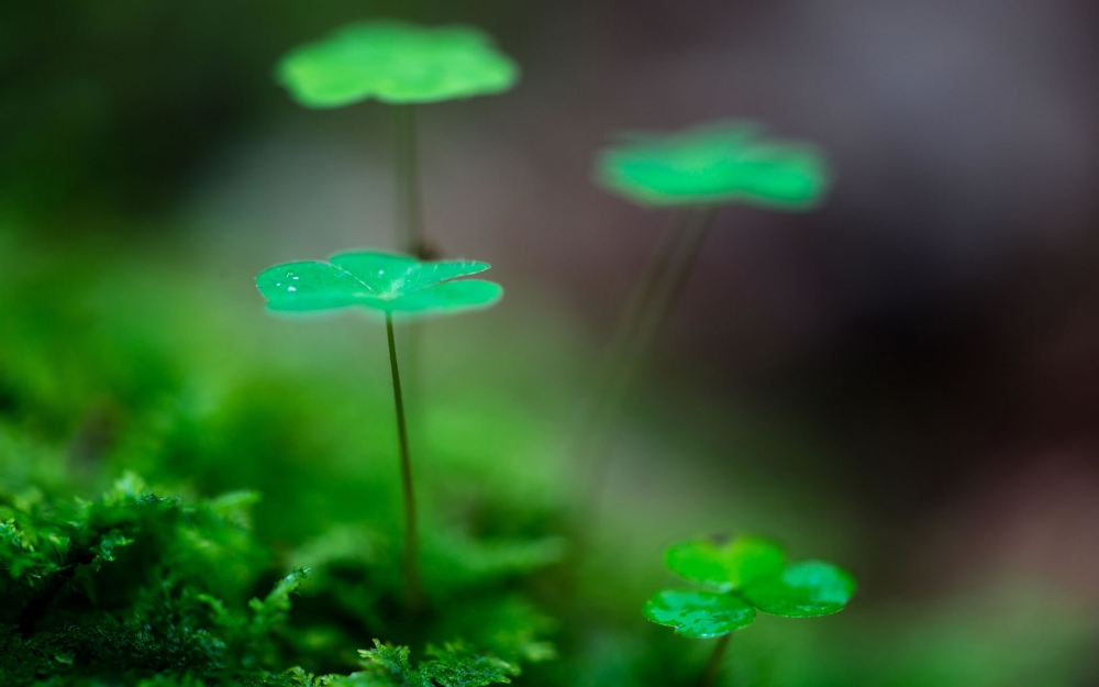 护眼壁纸绿色植物风景壁纸