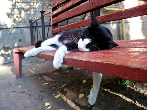 猫，孤独而优雅。