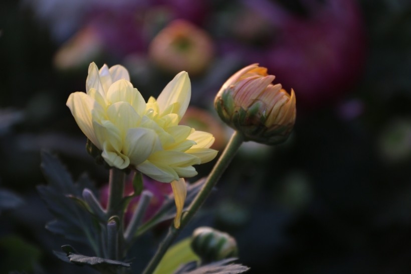 秋日菊花图片