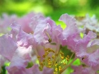花的蕊