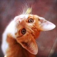 可爱猫咪图片头像