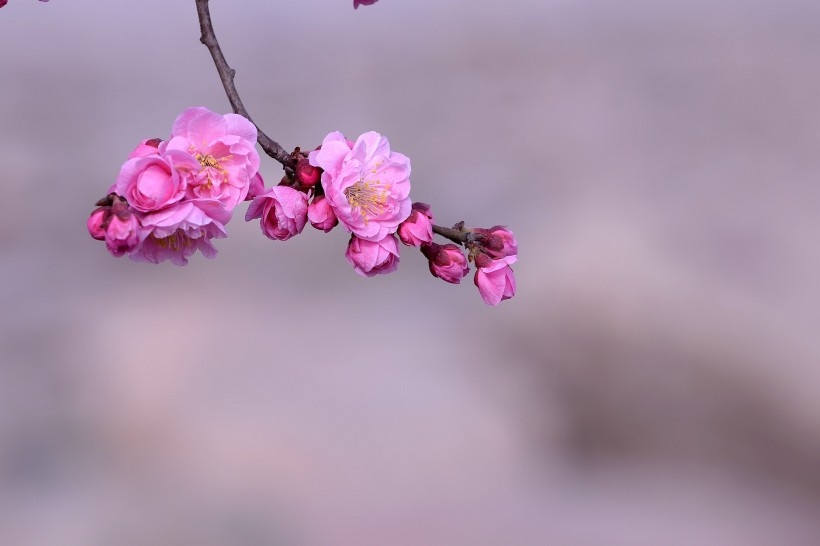 红色梅花图片