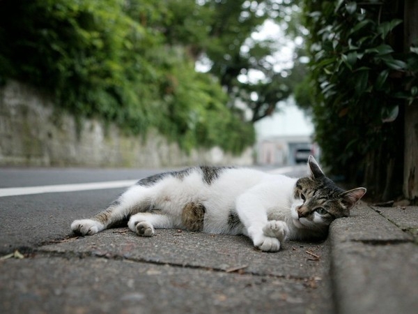 猫，孤独而优雅。
