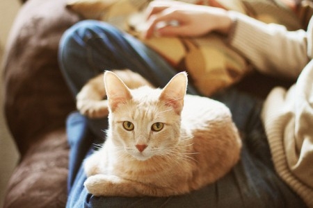 猫，孤独而优雅。