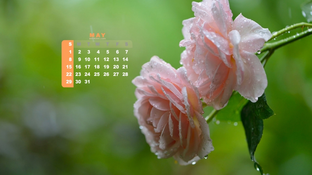 2016年5月日历玫瑰雨滴高清壁纸