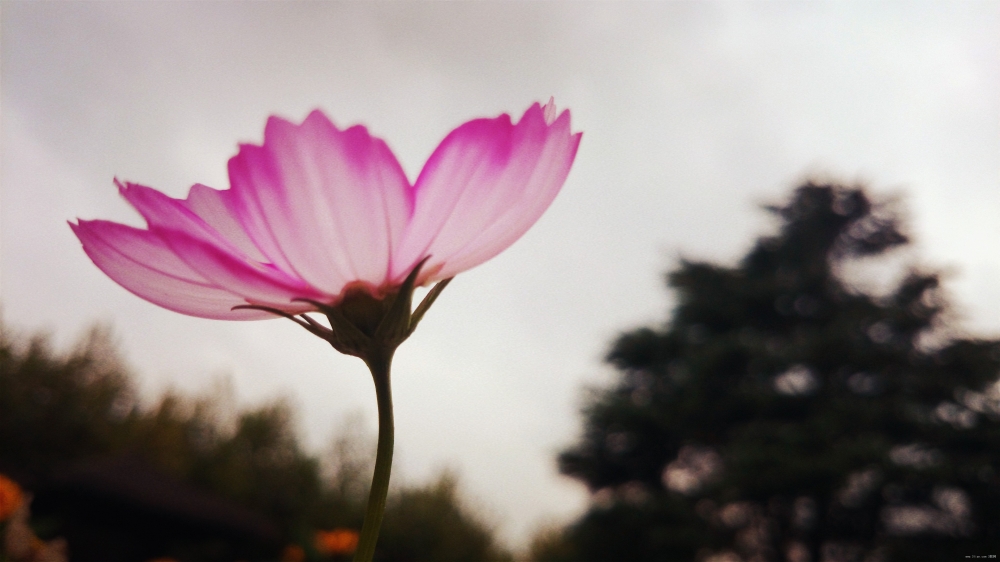 唯美花草相伴