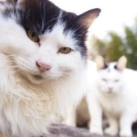 可爱猫咪图片头像