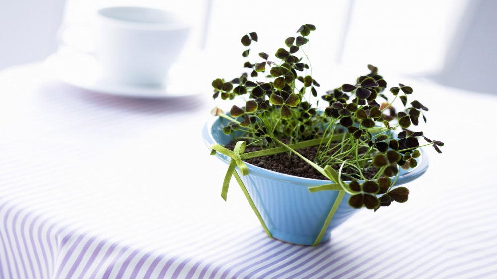 室内绿色盆栽植物壁纸