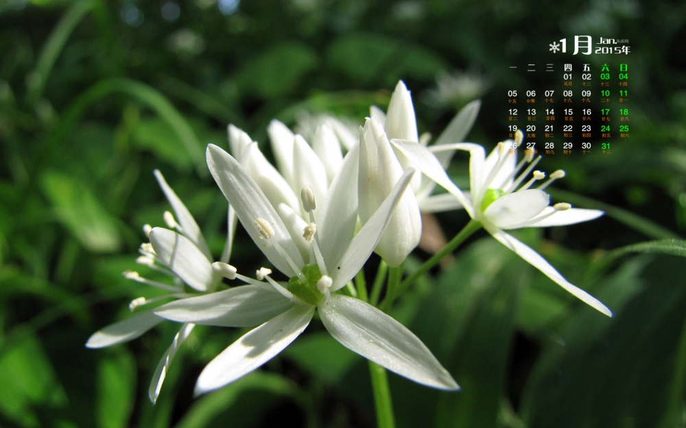 2015年1月日历壁纸精选大自然微距植物素材图片下载第四辑