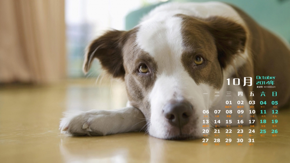 2014年10月日历桌面壁纸超萌的可爱小狗图片
