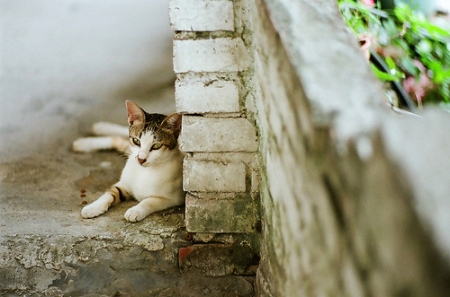 猫，孤独而优雅。