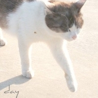 可爱猫咪图片头像
