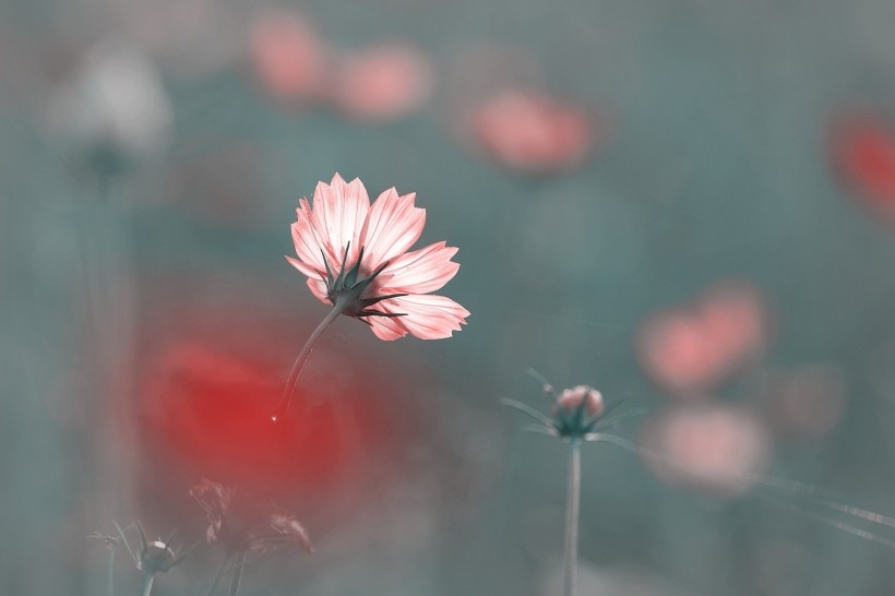 调色波斯菊图片