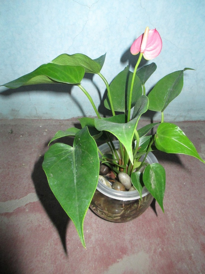 生长旺盛的花草植物盆栽滴水观音图片