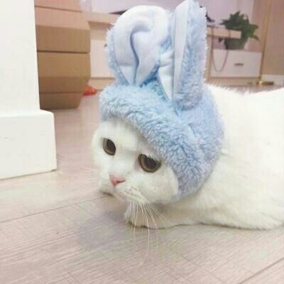 亦暖：他的猫♡