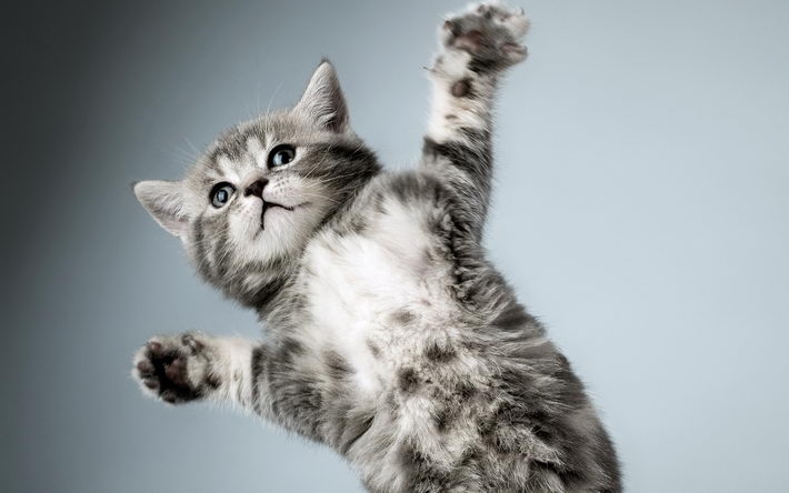精选搞怪萌猫桌面壁纸